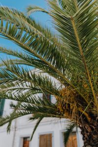 Kaboompics - Layered Palm Fronds and Blue Sky, Tropical Urban Detail