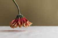 Kaboompics - Drooping Pink Flower Above White Table