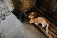 Kaboompics - Three Cats Resting by a Rustic Stone Doorway