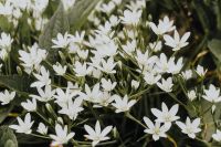 Kaboompics - White flowers Ornithogalum close-up
