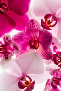 Kaboompics - Dense Orchid Flower Composition In Soft Backlight