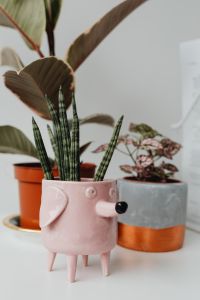 Kaboompics - Indoor Plant Leaves and Neutral Planters against a Soft White Office Wall