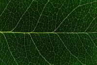 Kaboompics - Leaf Vein Pattern Horizontal Green Botanical Texture