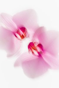 Kaboompics - Two Overlapping Pink Orchids in Soft Motion Blur, Vertical Abstract Floral Background