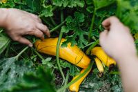 Kaboompics - Hands Harvesting Yellow Squash from a Backyard Vegetable Garden