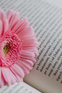 Kaboompics - Partial Pink Gerbera Overlapping Book Text