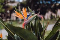 Kaboompics - Strelitzia Bird of Paradise Flower with Orange and Blue Petals among Broad Tropical Leaves