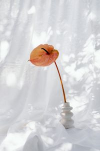 Kaboompics - Orange Anthurium in White Sculptural Vase With Dappled Sunlight