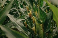 Kaboompics - Corn Silks Emerging Between Lush Green Maize Leaves, Organic Vegetable Garden Crop Texture and Summer Farm Background