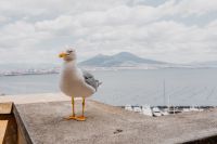 Kaboompics - Seagull on the Naples Waterfront With Mount Vesuvius Behind