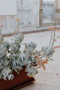 Kaboompics - Potted Succulents Along a White Old-Town Street