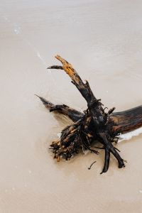 Kaboompics - Driftwood Branch on the Shore