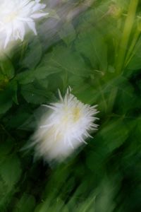 Kaboompics - White Flower and Green Leaves in a Soft Motion Background
