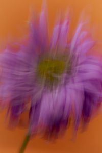 Kaboompics - Purple Flower With Vertical Motion Blur on Orange Background