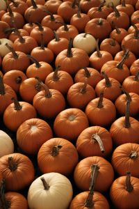 Kaboompics - Orange and White Pumpkins in a Close Market Display