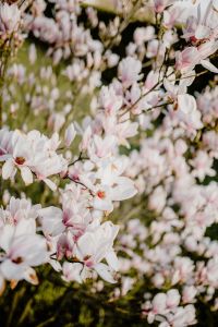 Kaboompics - Dense Magnolia Tree Canopy with Pink and White Blossoms