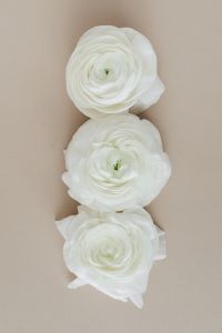 Kaboompics - Three White Ranunculus Blooms in a Vertical Arrangement on Neutral Background