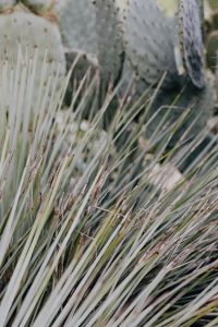 Kaboompics - Fine Cactus Spines Crossing Prickly Pear Pads