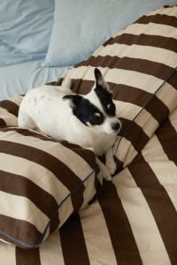 Kaboompics - Small Black and White Dog Relaxing on Cozy Bed