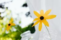 Kaboompics - Single Yellow Rudbeckia With Soft Garden Background