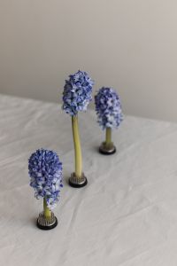 Kaboompics - Blue Hyacinth Still Life with One Sharp Bloom and Background Blur