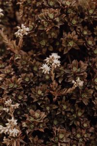 Kaboompics - Blooming Succulent Plants with White Flowers