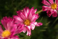 Kaboompics - Pink Summer Garden Flowers in Bloom