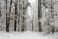 Kaboompics - Snowy Woodland Trail Lined With Frosted Trees