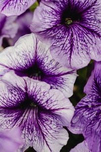Kaboompics - Close-Up Purple Petunia Flowers on a Dark Green Background