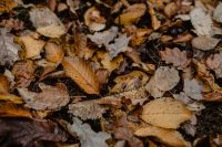 Kaboompics - Autumn leaves - shades of brown and orange