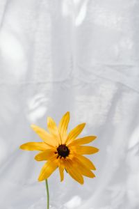 Kaboompics - Detailed Yellow Rudbeckia Close-Up in Dappled Window Light