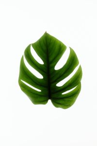 Kaboompics - Minimal Monstera Leaf Isolated White Background Botanical