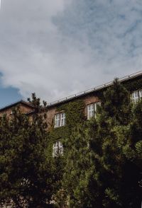Kaboompics - Vertical View of Ivy-Covered Krakow Historic Facade
