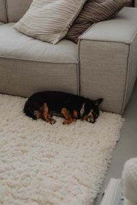 Kaboompics - Textured Throw Pillows and a Sleeping Dog on a Beige Sofa