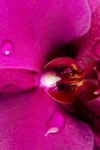 Kaboompics - Pink Orchid Extreme Macro With Water Droplets On Black Background