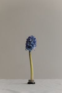 Kaboompics - Single Blue Hyacinth Stem with Neutral Copy Space