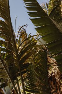Kaboompics - Long Palm Leaves Framing the Sky