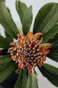 Kaboompics - Macro Orange Protea Flower and Green Foliage, Minimalist Botanical Still Life