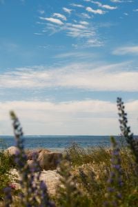 Kaboompics - Summer Wildflower Meadow by the Baltic Coast