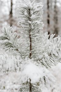 Kaboompics - Frosted Evergreen Sapling With Snowy Woodland Background