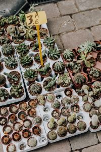 Kaboompics - Overhead View of Small Succulent Pots and a €3 Market Sign