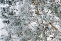 Kaboompics - Snowy Pine Branches Covered in Winter Frost