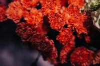 Kaboompics - Close-ups of red flowers