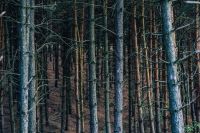 Kaboompics - Trees in a forest