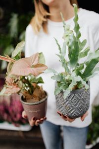 Kaboompics - Woman holds flebodium & caladium