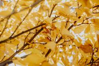 Kaboompics - Golden Magnolia Branches Against a Bright Autumn Sky