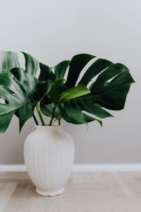 Dark green leaves of monstera