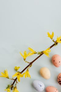 Kaboompics - Easter Eggs & Forsythia
