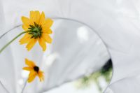Kaboompics - Yellow Rudbeckia Reflection With Garden Greenery in Background