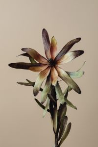 Kaboompics - Dried Flower Stem With Brown Petals